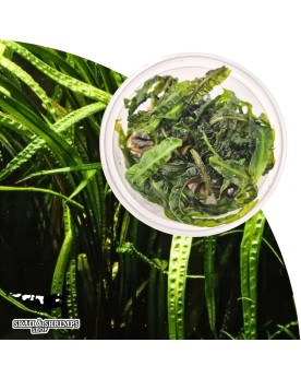 Cryptocoryne balansae in vitro feuillage long pour aquarium