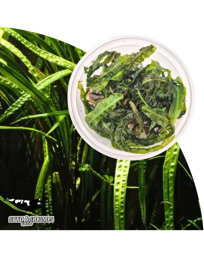 Cryptocoryne balansae in vitro feuillage long pour aquarium