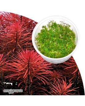 Ludwigia inclinata var verticillata feuilles rouges