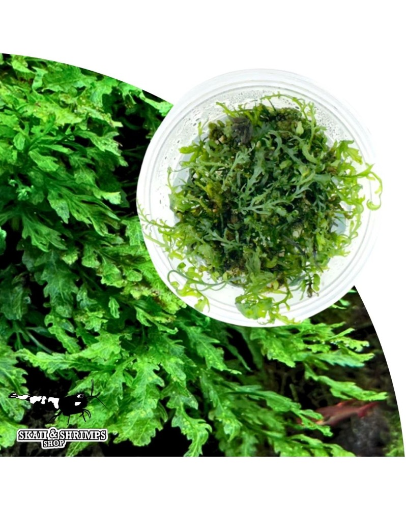 Bolbitis Heudolotii fougere en pot