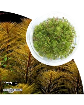 Myriophyllum tuberculatum in vitro tige arriere rouge orange