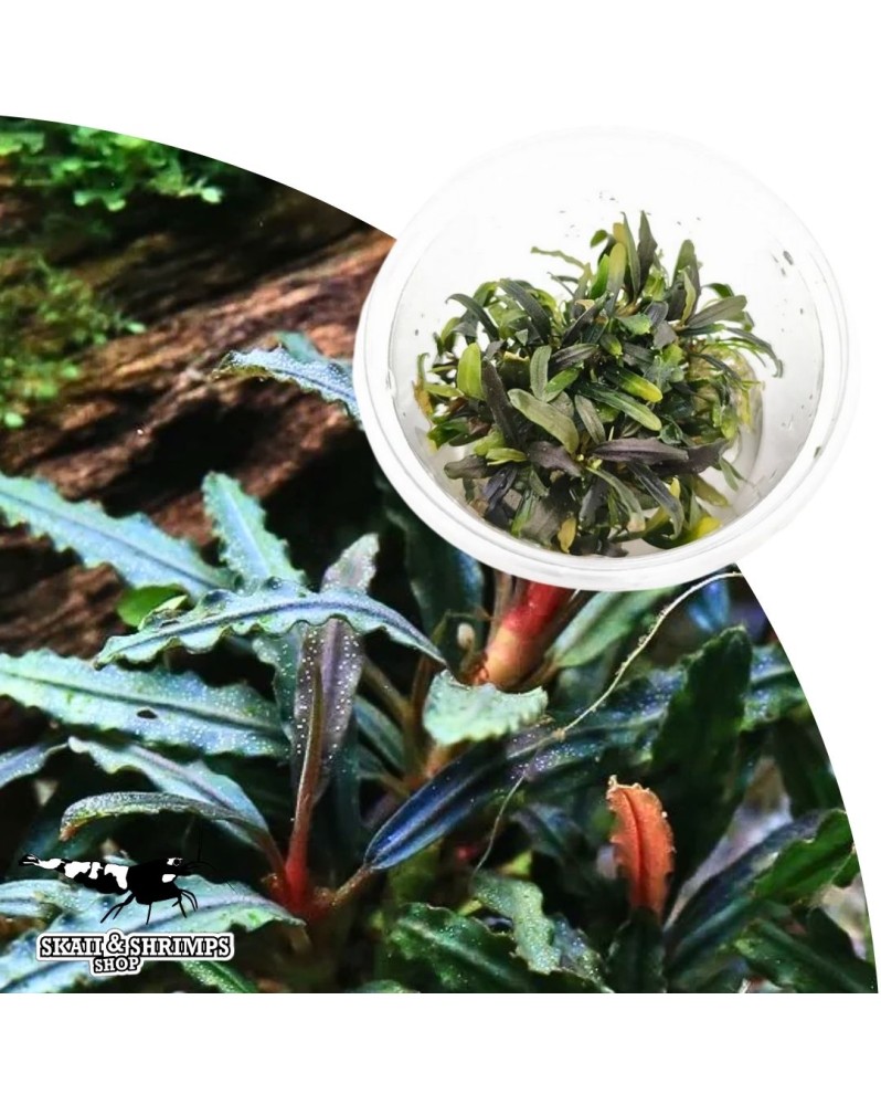 Bucephalandra Velvet Tricolor IN VITRO 2-3 cm, vert fonce