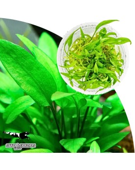 Cryptocoryne wendtii Green Gecko In Vitro plante pour aquarium
