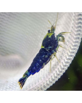 Caridina logemanni - Ocean Blue Shrimp - Lot de 20+2
