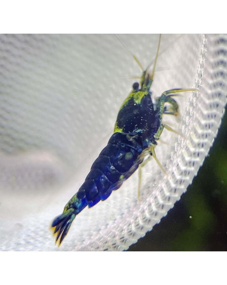 Caridina logemanni - Ocean Blue Shrimp - Lot de 20+2