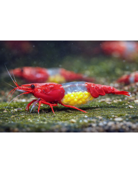 Crevettes Red Rili Neocaridina Lot 10 plus 1