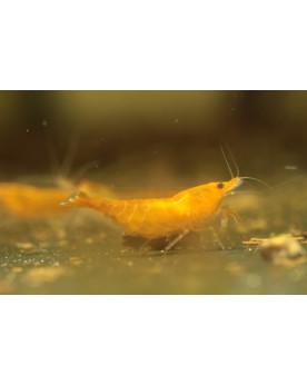 Neocaridina Davidi Sakura Orange declassee 1 a 1.5 cm