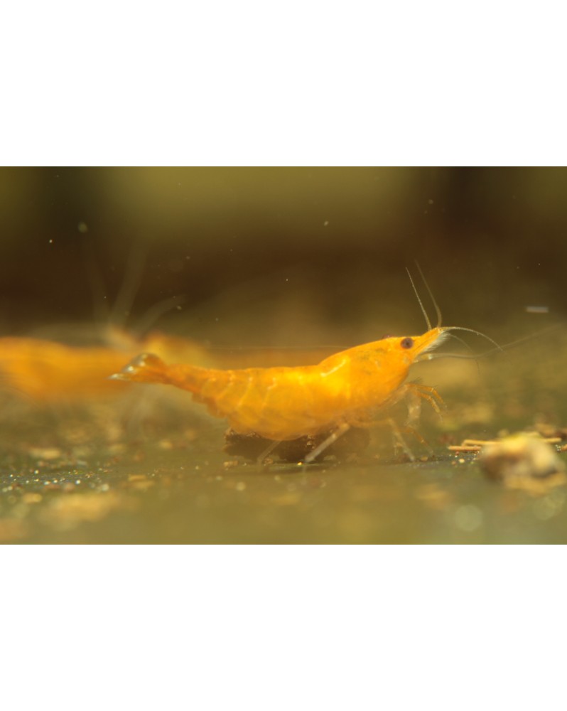 Neocaridina Davidi Sakura Orange declassee 1 a 1.5 cm