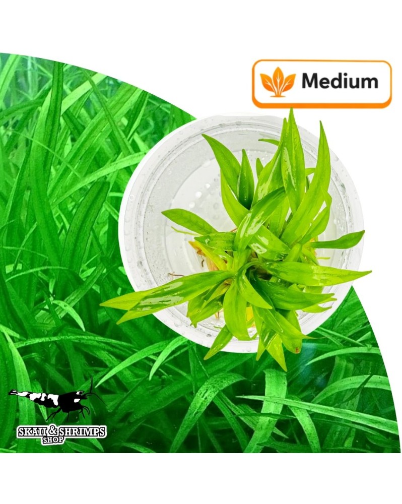 Echinodorus latifolius pot in vitro plante gazonnante 15 a 20 cm