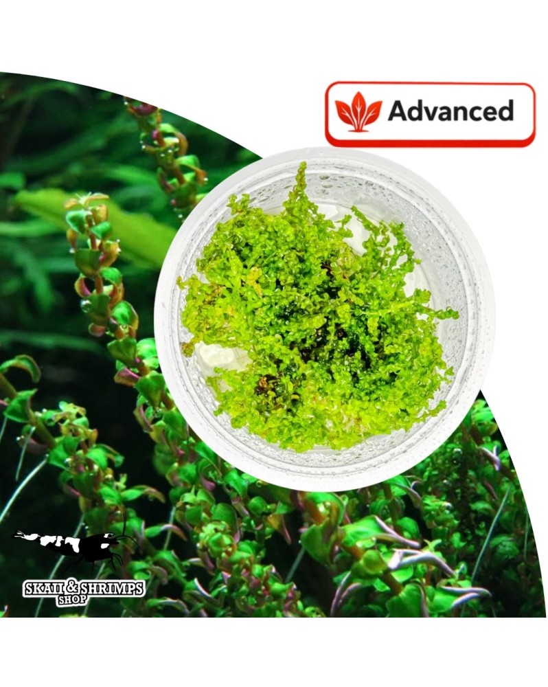 Rotala sp Pearl - avant/milieu, eclairage fort, CO2