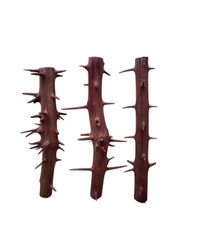 Racine Spiny Branch 20-30 cm pour deco aquatique