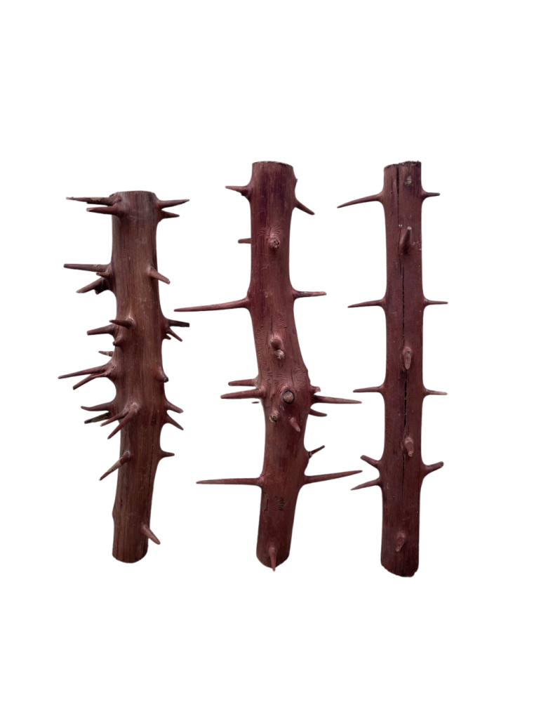Racine Spiny Branch 20-30 cm pour deco aquatique