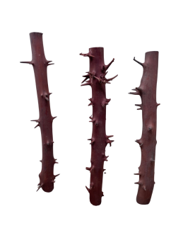 Racine Spiny Branch 30-40cm pour decor forestier sous eau