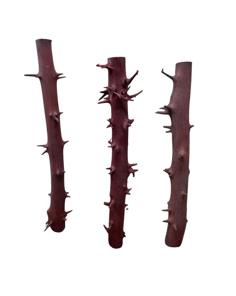Racine Spiny Branch 30-40cm pour decor forestier sous eau