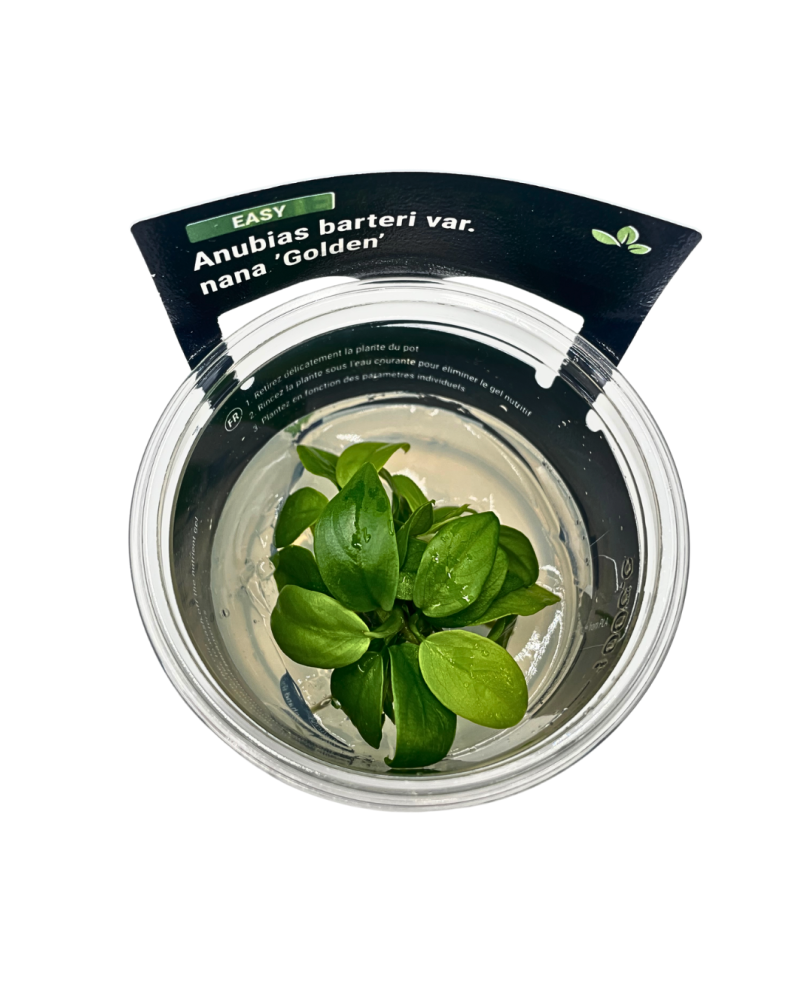 Anubias Golden in vitro - feuillage jaune dore 10-20 cm