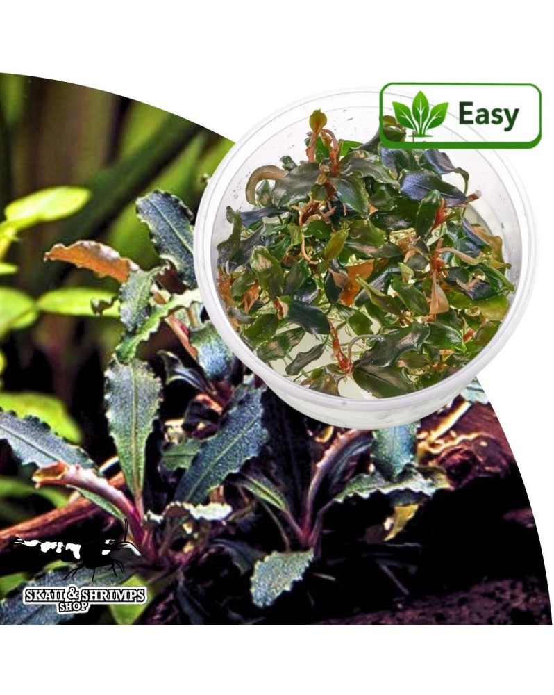 Bucephalandra Red Scorpio in vitro sur racine