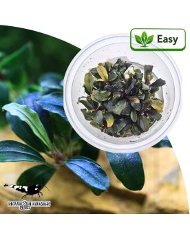 Bucephalandra Deep Purple in vitro feuilles pourpres
