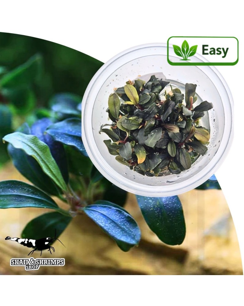 Bucephalandra Deep Purple in vitro feuilles pourpres