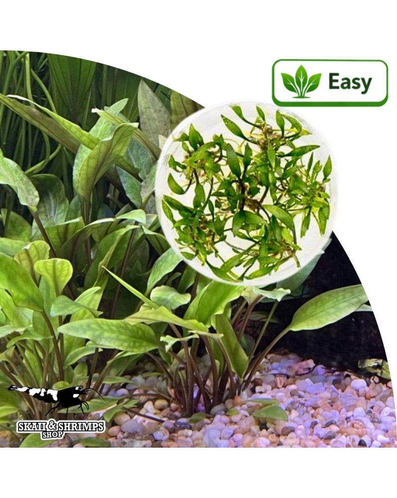 Cryptocoryne wendtii Lutea in vitro plante facile entretien