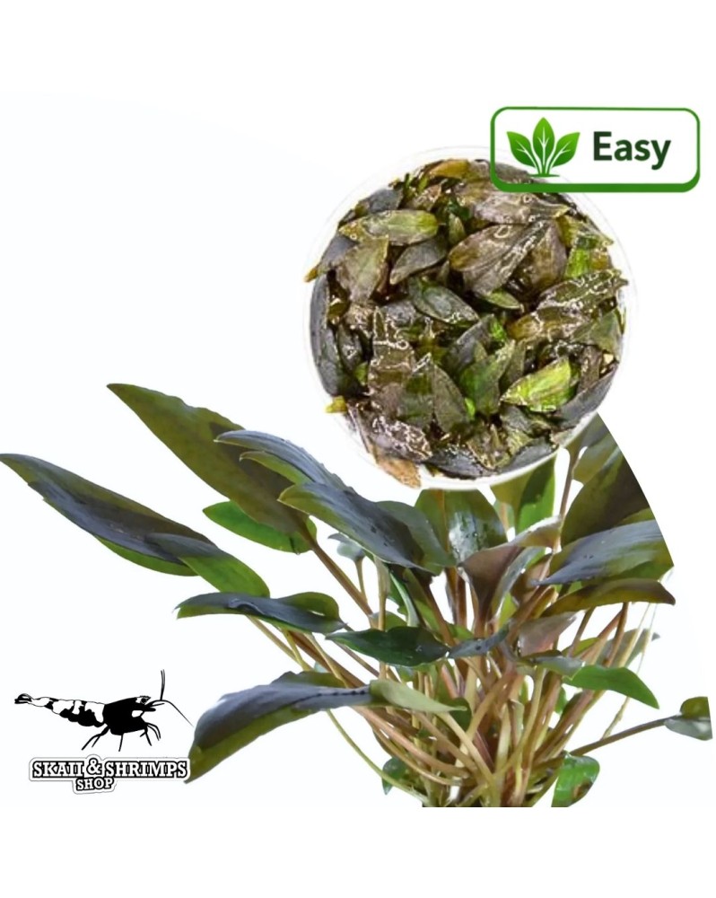 Cryptocoryne wendtii Brown - feuillage brun in vitro
