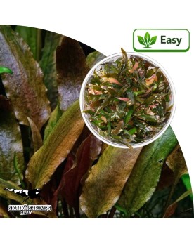 Cryptocoryne wendtii Indonesia - plante in vitro