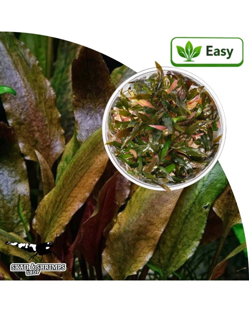 Cryptocoryne wendtii Indonesia - plante in vitro