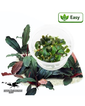 Bucephalandra Green Red - plante in vitro