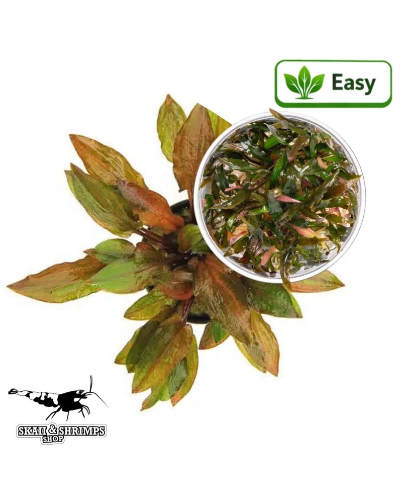 Cryptocoryne walkerii Legroi - plante in vitro