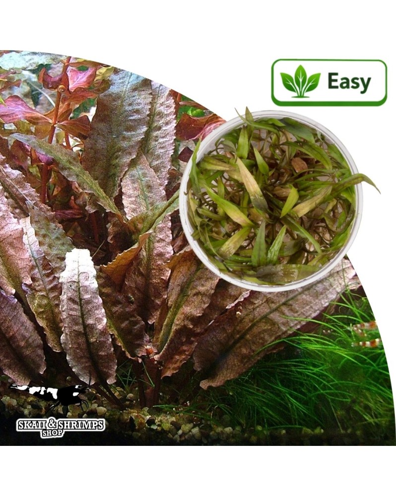 Cryptocoryne Petchii Pink plante in vitro 10-15 cm