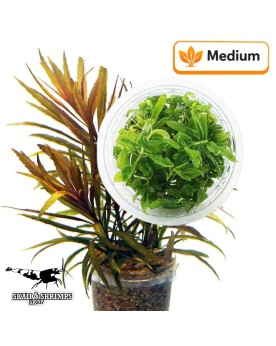 Pogostemon stellatus Broad Leaf in vitro, feuilles larges