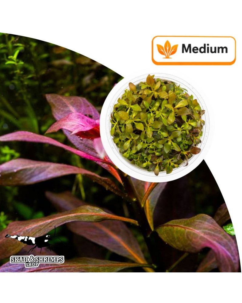 Ludwigia glandulosa in vitro - Feuillage rouge pourpre