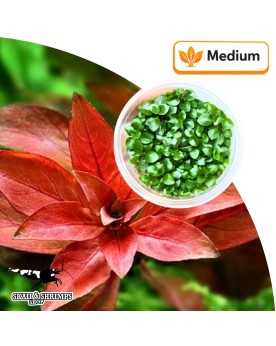 Ludwigia repens Rubin - feuillage rubis, in vitro
