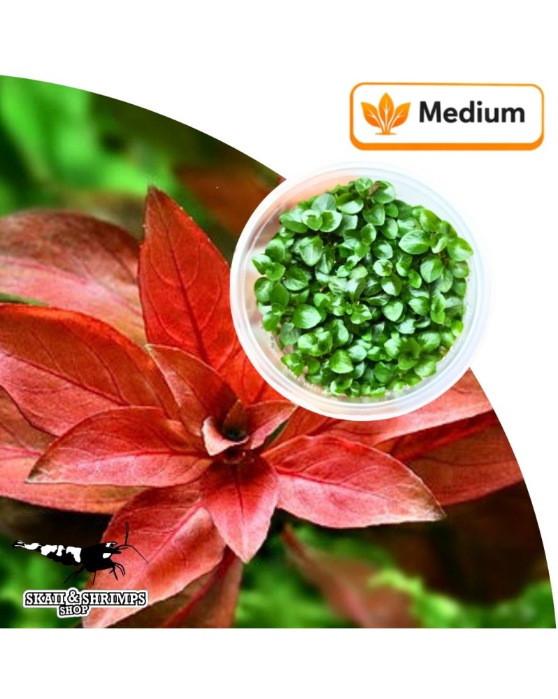 Ludwigia repens Rubin - feuillage rubis, in vitro