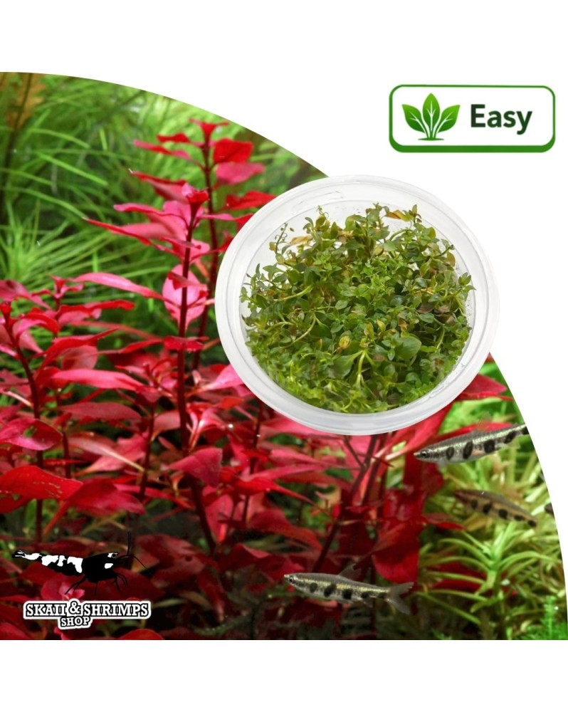 Ludwigia palustris Super Red - plante in vitro