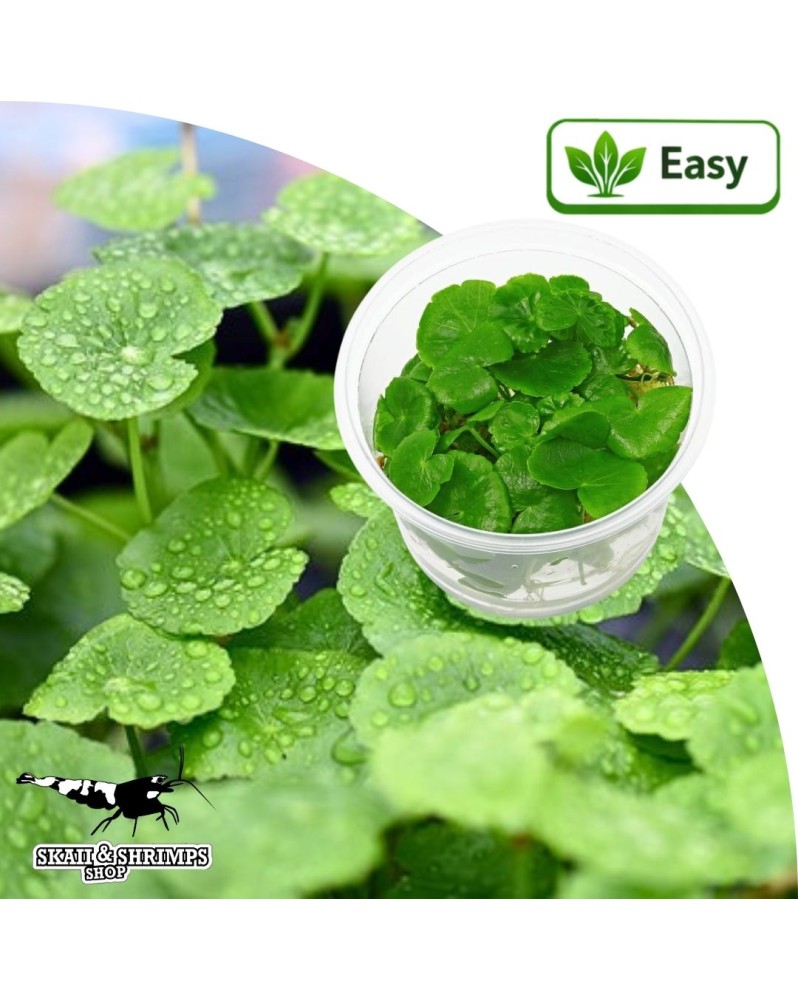 Hydrocotyle leucocephala en aquarium plante in vitro