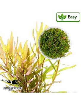Rotala rotundifolia Laos in vitro en aquarium
