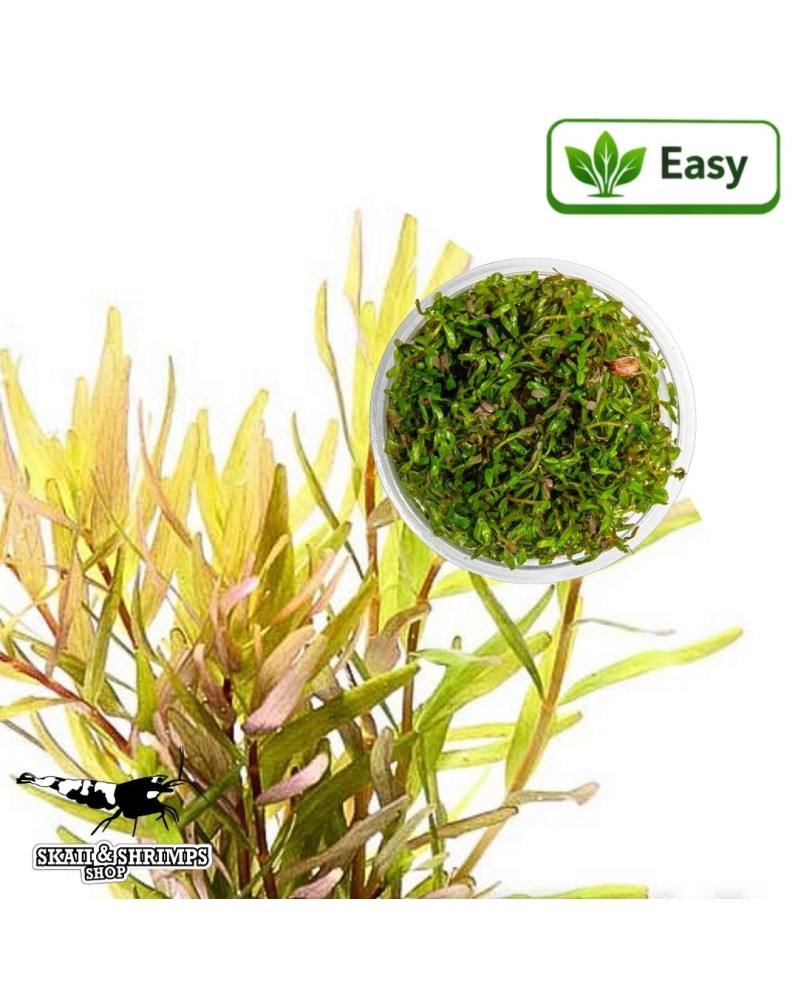 Rotala rotundifolia Laos in vitro en aquarium