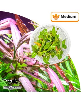 Persicaria Porto Velho - plante in vitro, feuilles brun-rouge