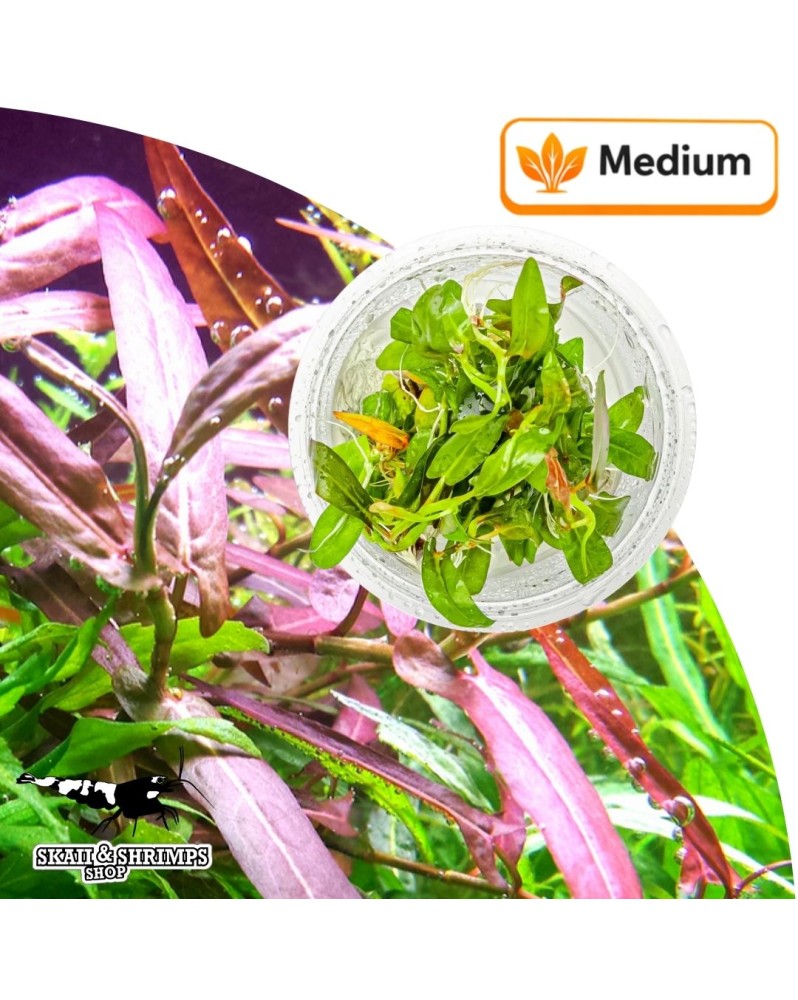 Persicaria Porto Velho - plante in vitro, feuilles brun-rouge