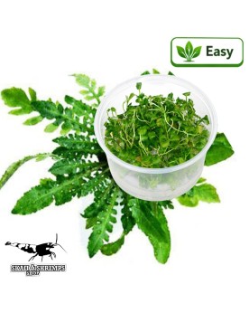 Rorippa aquatica in vitro, feuillage decoupe en rosette
