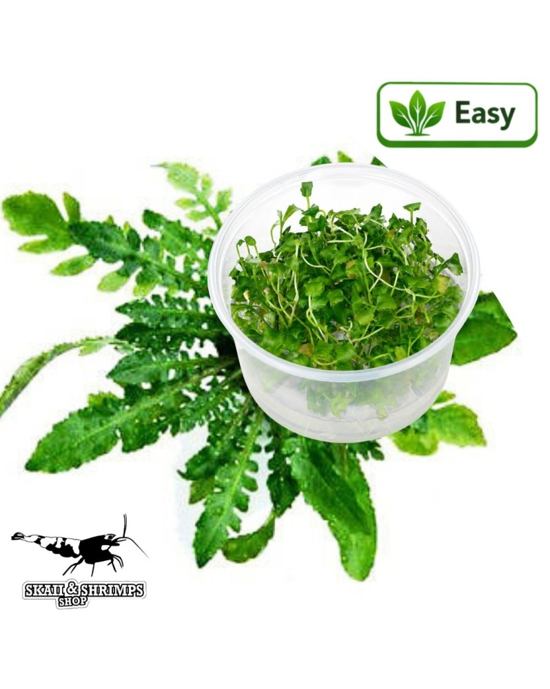 Rorippa aquatica in vitro, feuillage decoupe en rosette