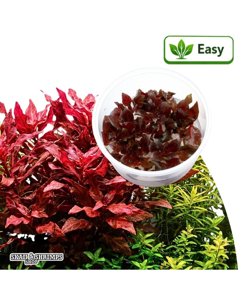 Alternanthera reineckii Red Ruby en aquarium feuillage rouge