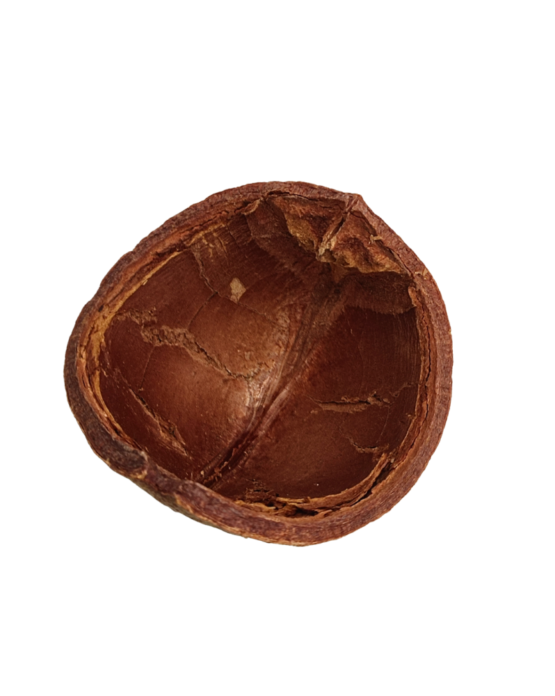Casca Tinguie 8-10 cm pour aquarium - refuge naturel