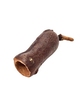 Gousse Courbaril 5-9 cm abri et support biofilm