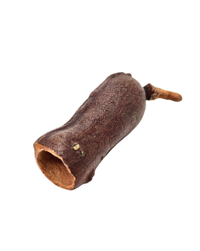 Gousse Courbaril 5-9 cm abri et support biofilm