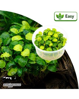 Anubias barteri Golden Coin in vitro feuillage rond dore