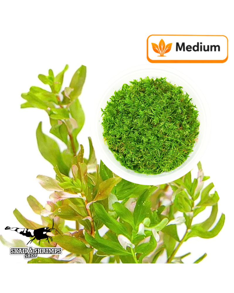 Rotala Macrandra Bangladesh - Pot In Vitro