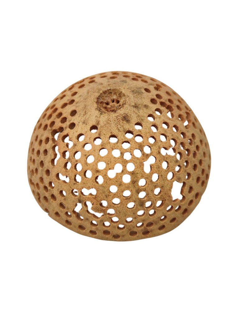 Coing bengale perce 6-10 cm cachette naturelle pour poissons