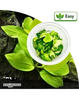 Anubias Nana Gold in vitro, feuillage jaune