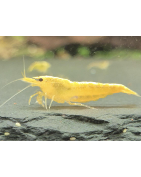 Neocaridina Yellow Fire crevette jaune qualite Mid
